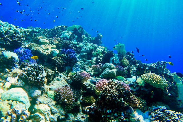 <p>Red Sea coral has shown incredible resilience against climate change</p>